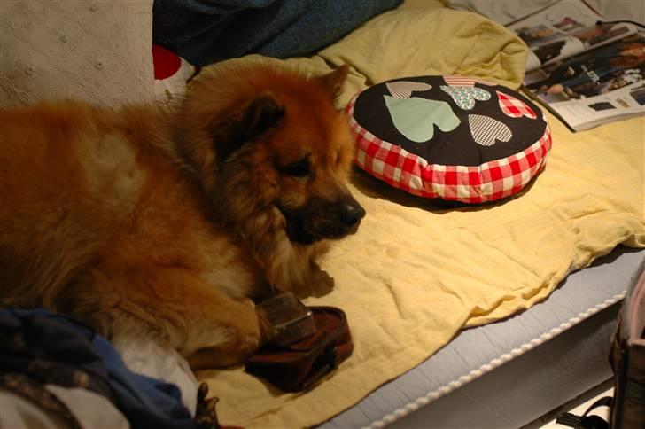 Eurasier Louis - Buddie-hunden overtager min seng xD billede 19