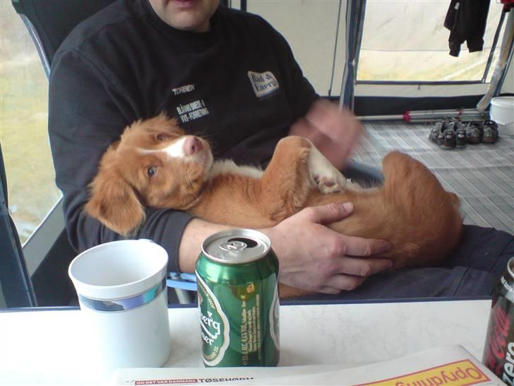 Nova scotia duck tolling retriever Leica - en rigtig skøde og camping hund billede 10