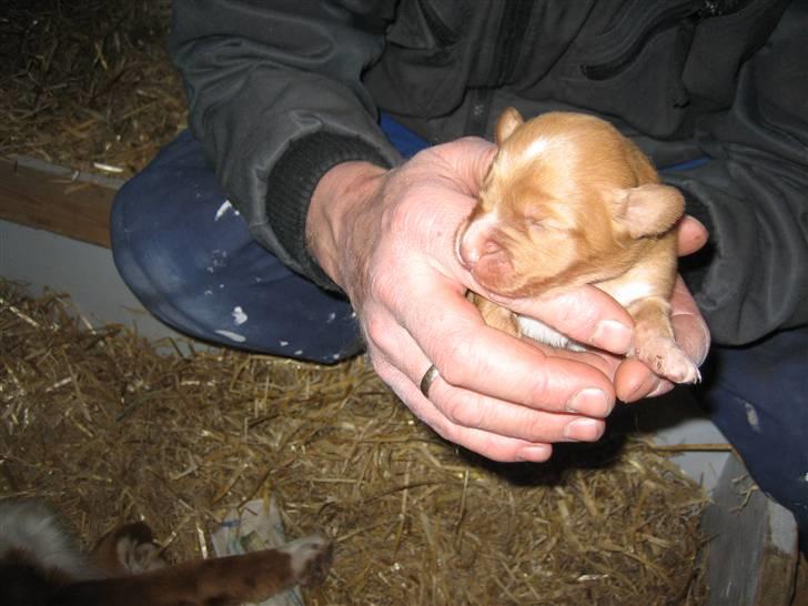 Nova scotia duck tolling retriever Leica - Leica 1 uge. billede 11