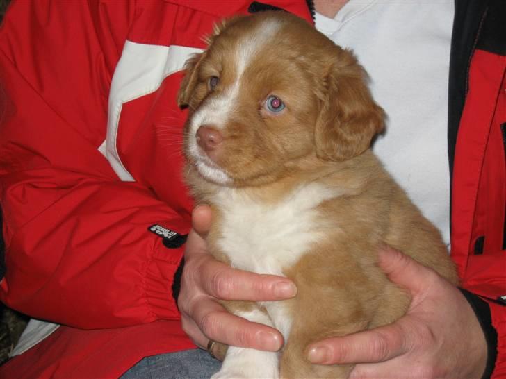 Nova scotia duck tolling retriever Leica - Leica 5½ uge billede 13