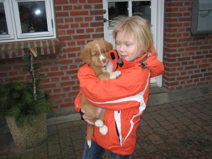 Nova scotia duck tolling retriever Leica - Leica 7½ uge billede 14