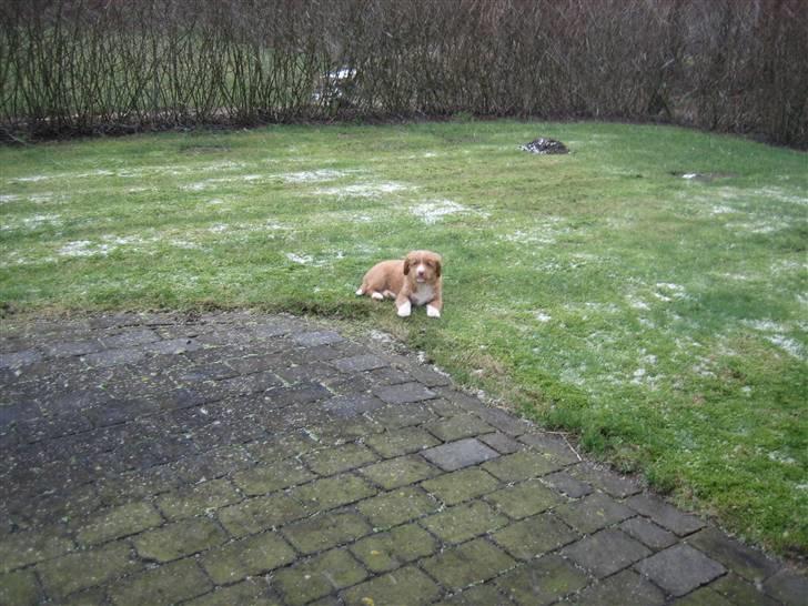 Nova scotia duck tolling retriever Leica - Leica 10 uger billede 15