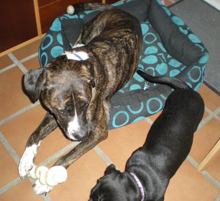 Blanding af racer Constantin - Constantin i baby´s kurv... billede 8