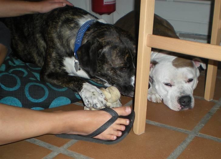 Blanding af racer Constantin billede 9