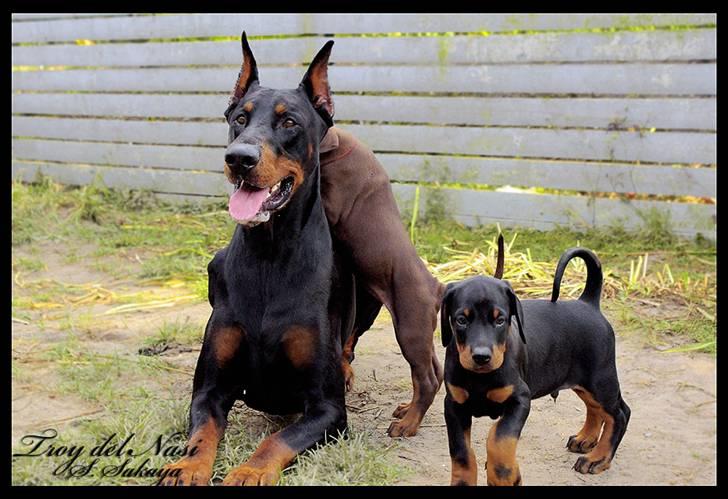 Dobermann ~ Hector (Troy del Nasi) - 31. juli 2010 - Hector besøger Davidas unger hos kennel Royal Danish billede 2