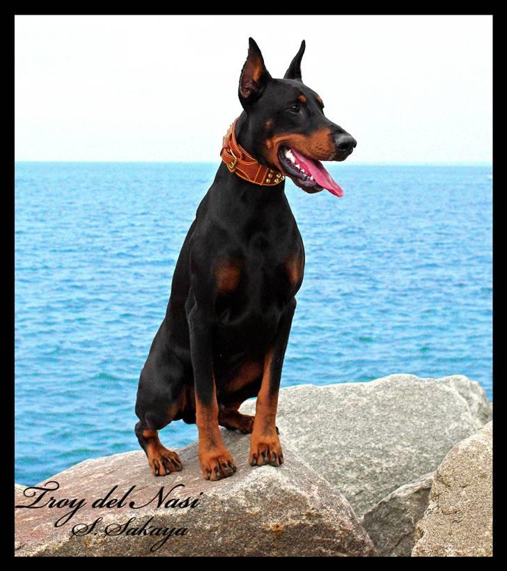 Dobermann ~ Hector (Troy del Nasi) - Her sidder jeg godt.. så længe jeg ikke skal i vandet!!!! (maj 2010) billede 7