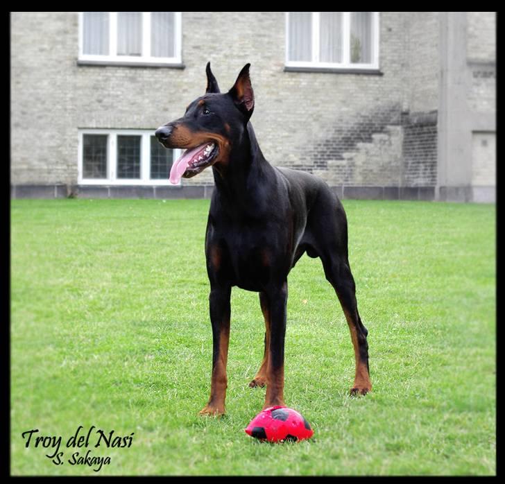 Dobermann ~ Hector (Troy del Nasi) - VUF VUF!!! Jeg vogter over det der er tilbage af bolden (sommer 2009) billede 8