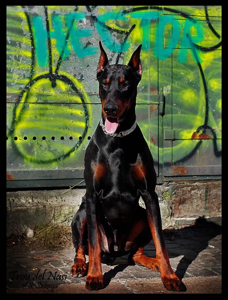 Dobermann ~ Hector (Troy del Nasi) - marts 2010 billede 9