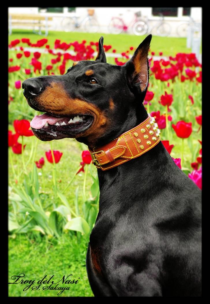 Dobermann ~ Hector (Troy del Nasi) - Blomster blomster blomster.. (21. maj 2010) billede 11