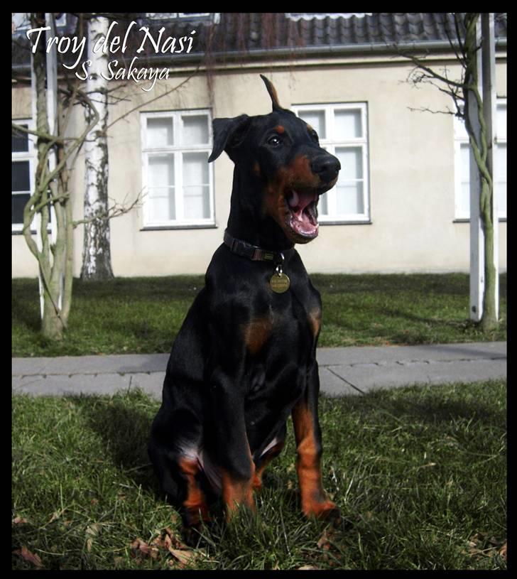 Dobermann ~ Hector (Troy del Nasi) - Åh det så kedeligt at sidde herude, jeg vil hellere hjem og sove.. Jeg har jo ikke så meget energi, når jeg kun er en lille hvalp på 3 mdr. (vinter/forår 2008) billede 13