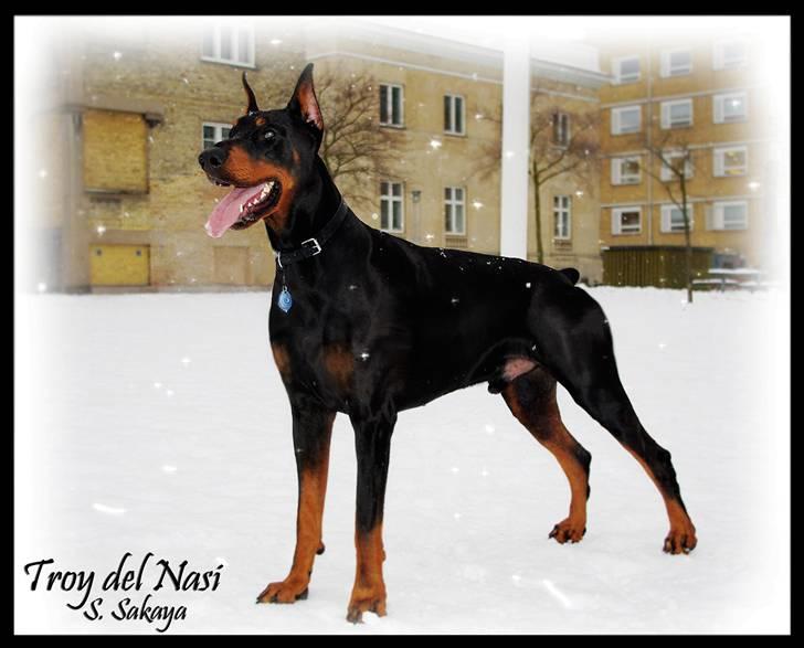 Dobermann ~ Hector (Troy del Nasi) - Sikke det sner herude.. (februar 2010) billede 14