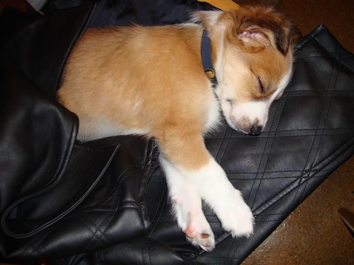 Blanding af racer Laci billede 1