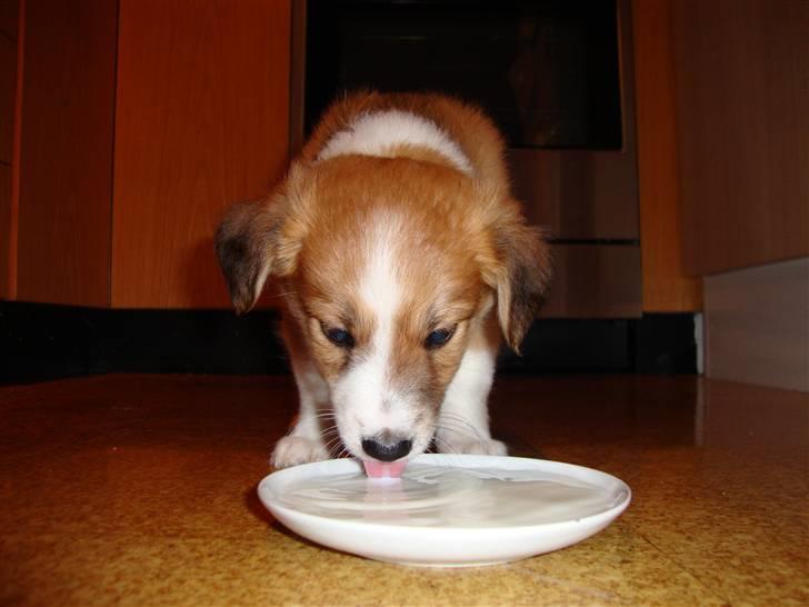 Blanding af racer Laci billede 2