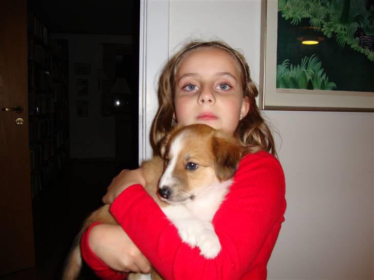 Blanding af racer Laci billede 3