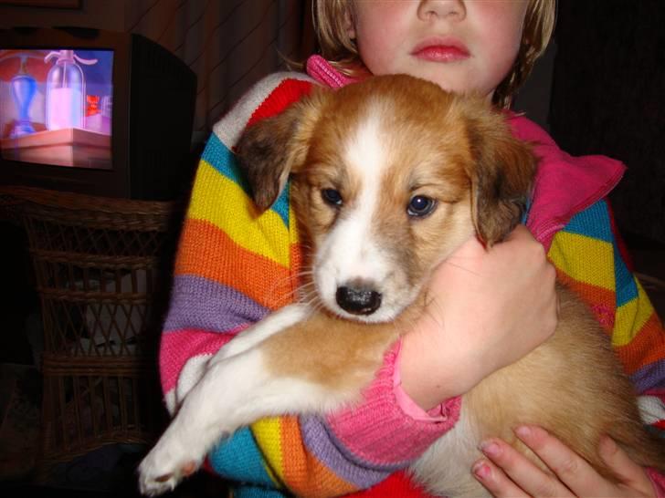 Blanding af racer Laci billede 4