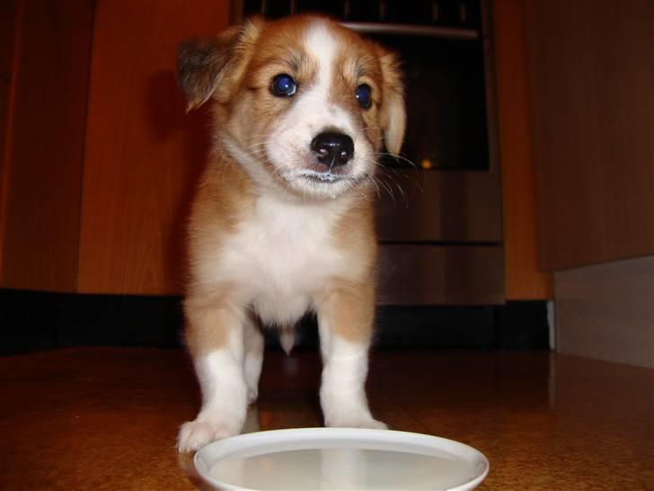 Blanding af racer Laci billede 5