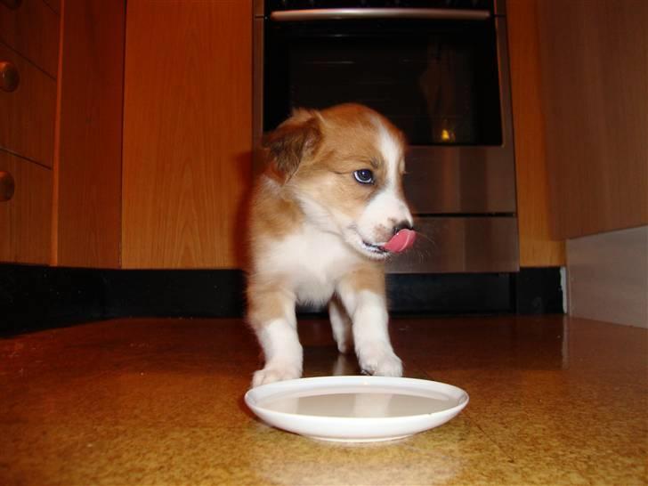 Blanding af racer Laci billede 6