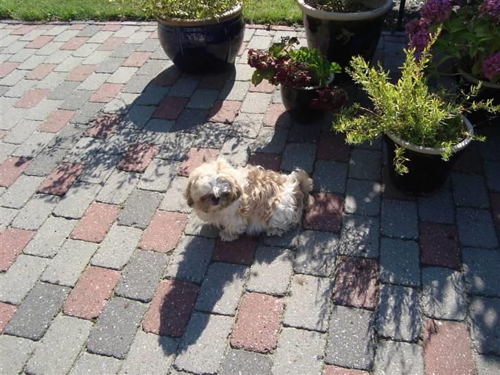 Shih tzu Sniffer billede 19