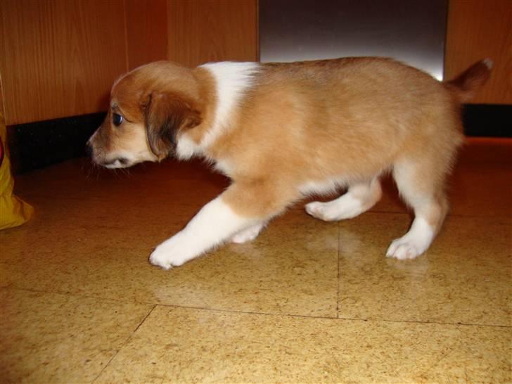 Blanding af racer Laci billede 7