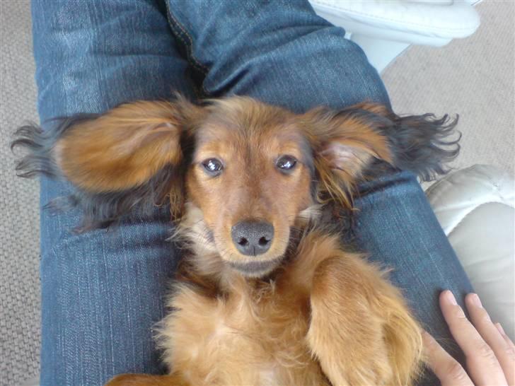 Miniature gravhund Turbo billede 1