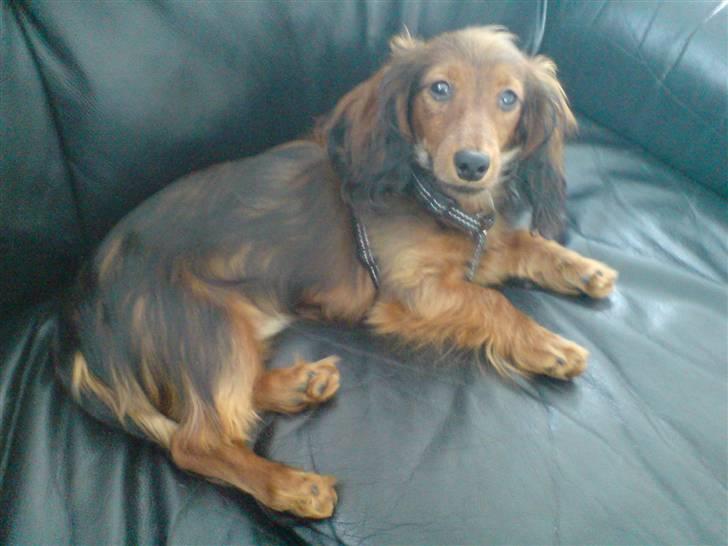 Miniature gravhund Turbo billede 2