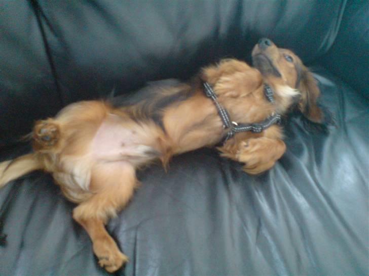 Miniature gravhund Turbo billede 3