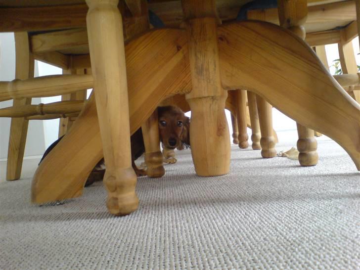 Miniature gravhund Turbo billede 4