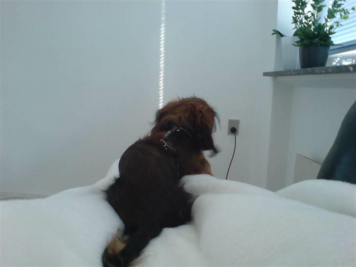 Miniature gravhund Turbo billede 5