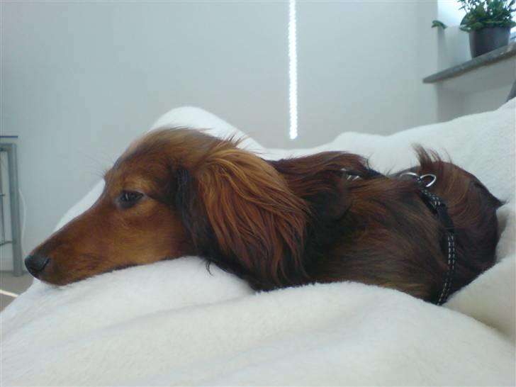 Miniature gravhund Turbo billede 6