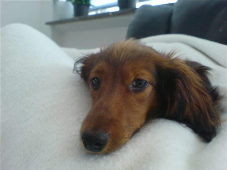 Miniature gravhund Turbo billede 7