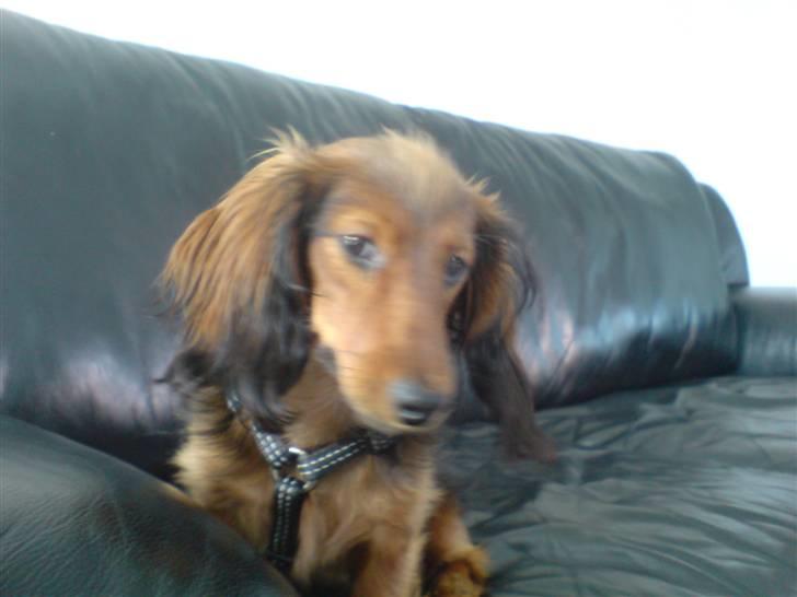 Miniature gravhund Turbo billede 8