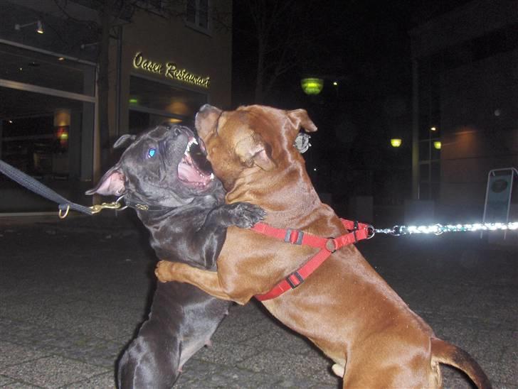 Staffordshire bull terrier Gucci billede 16