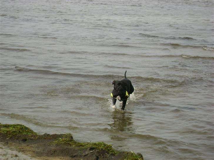 Staffordshire bull terrier Chico billede 19