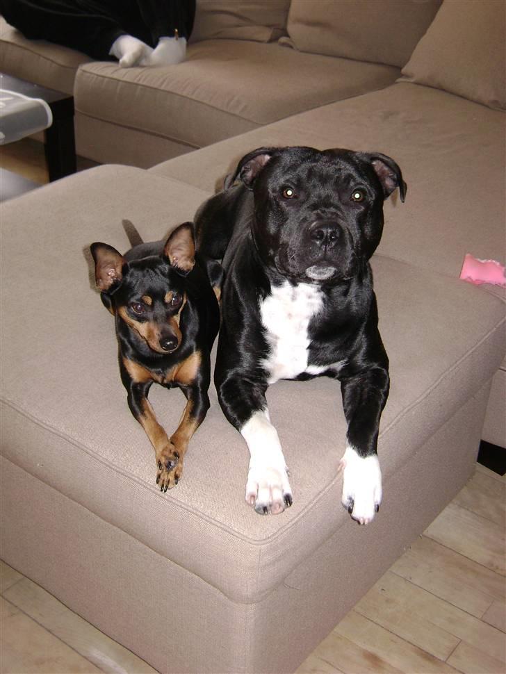 Staffordshire bull terrier Chico billede 20