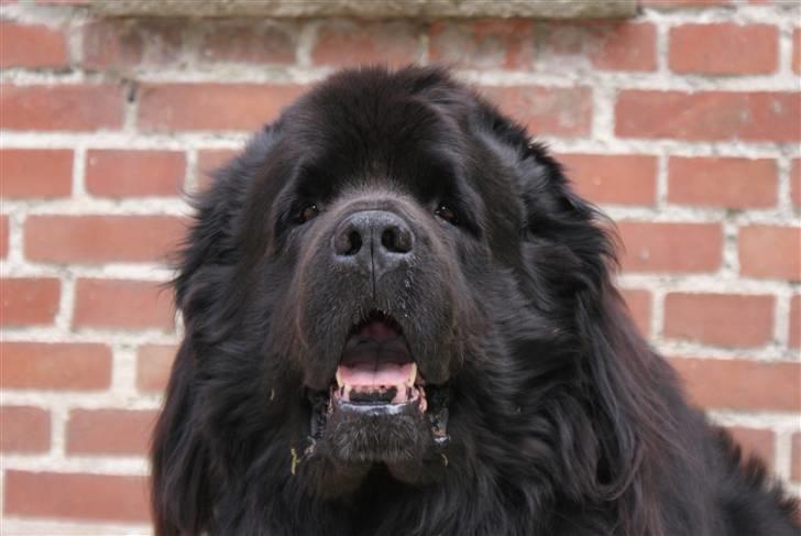 Newfoundlænder Tasso <3 R.I.P bedste! billede 17