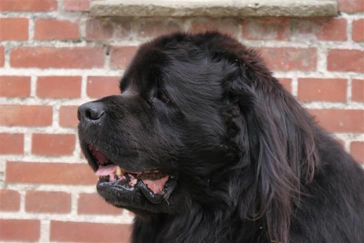 Newfoundlænder Tasso <3 R.I.P bedste! billede 18