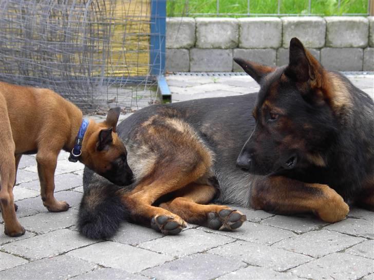 Schæferhund Nimbus *RIP* billede 2