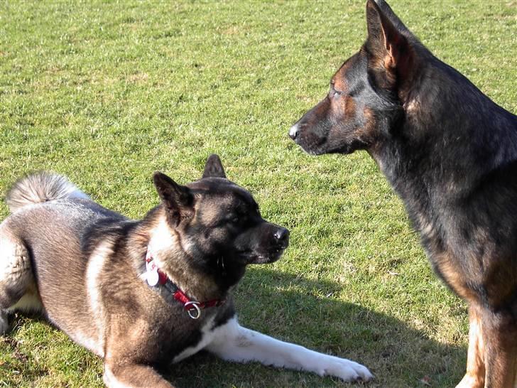 Schæferhund Nimbus *RIP* billede 3