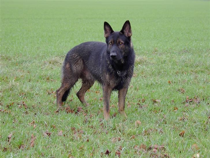 Schæferhund Nimbus *RIP* billede 4