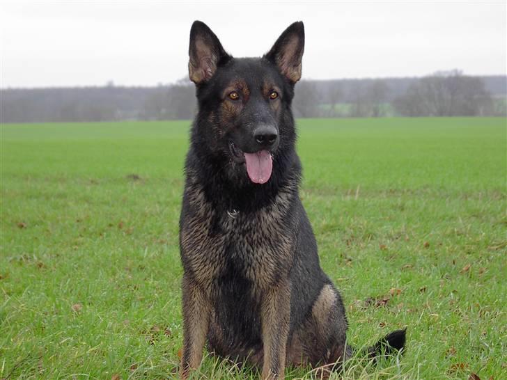 Schæferhund Nimbus *RIP* billede 5