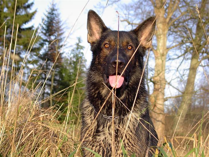 Schæferhund Nimbus *RIP* billede 6