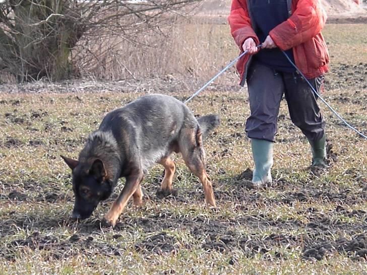 Schæferhund Nimbus *RIP* billede 7