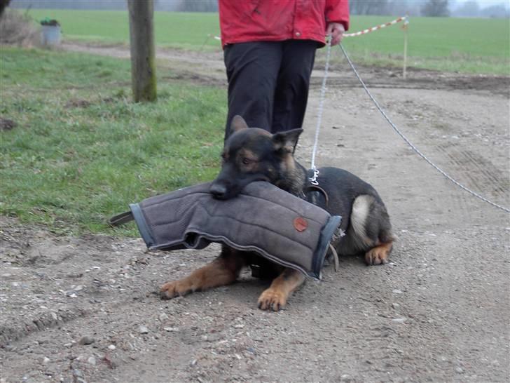 Schæferhund Nimbus *RIP* billede 9