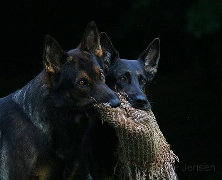 Schæferhund Nimbus *RIP* billede 10