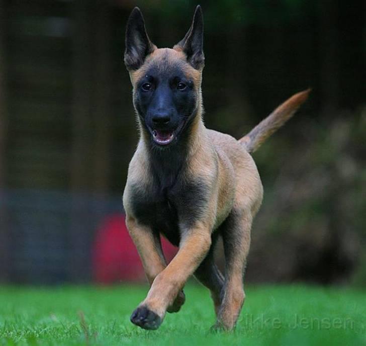 Malinois Hiro billede 1