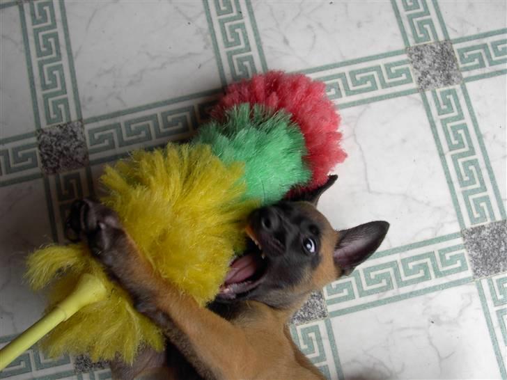 Malinois Hiro billede 2