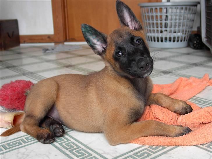 Malinois Hiro billede 4