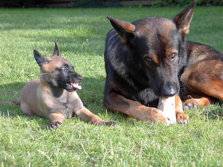 Malinois Hiro billede 5