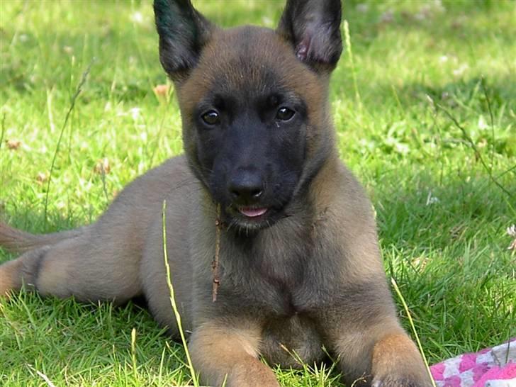 Malinois Hiro billede 6