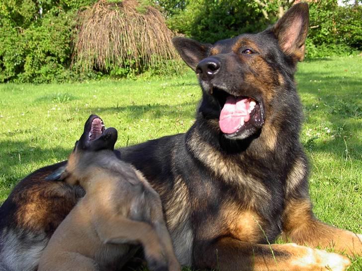 Malinois Hiro billede 7